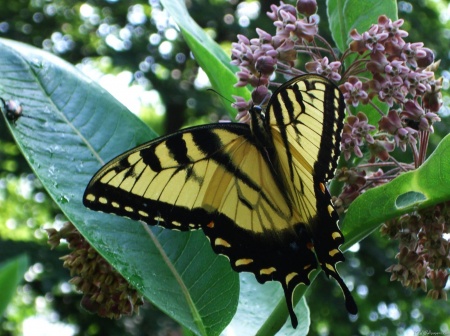 Swallowtail Butterfly I