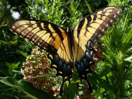 Swallowtail Butterfly III