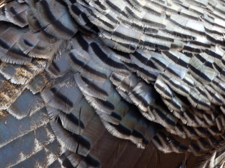Wild Turkey Feathers II