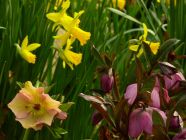 Daffodils and Lenten Roses