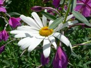 Daisy and Fireweed