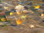 Fall Leaves in Pond