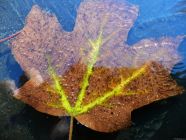 Frozen Fall Maple Leaf