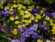 Hillside of Purple and Yellow Pansies