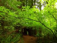 Maple Trees in Redwood Forest