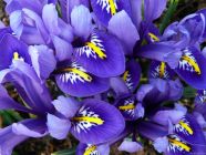 Miniature Blue Irises