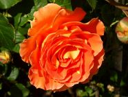 Orange Rose I