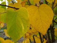 Pair of Fall Redbud Leaves