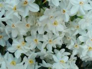 Paperwhite Narcissus