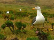 Seagulls on Anacapa Island