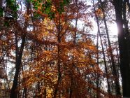 Sunlight Through Fall Tree