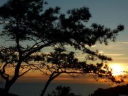 Torrey Pine Sunset I