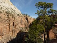 Trail to Angels Landing