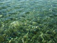 Water over Sea Grass I