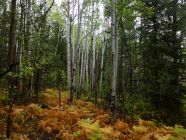White Birch Trees and Fall Ferns