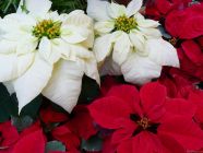 White and Red Poinsettias II