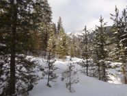Winter Snowy Mountain Scene