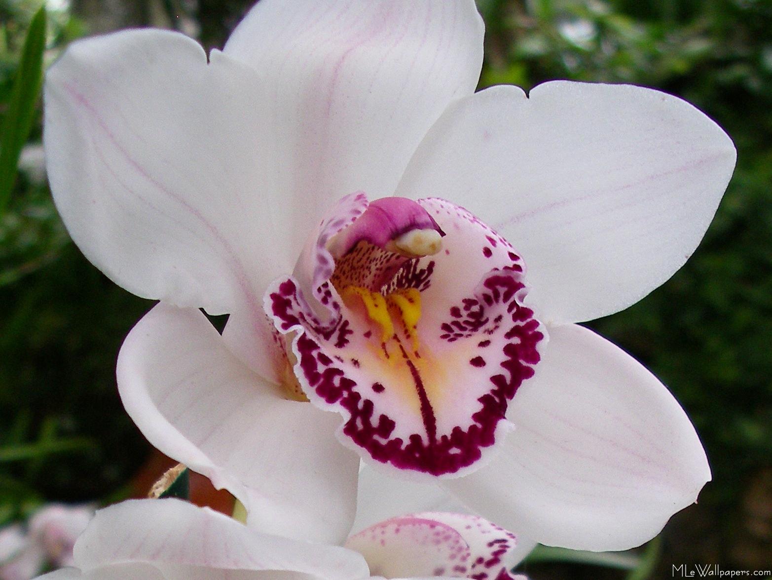 White Orchid Types