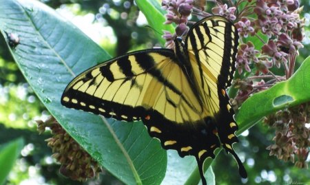 Swallowtail Butterfly I