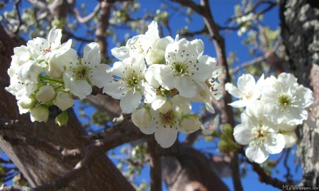 White Blossom Clusters