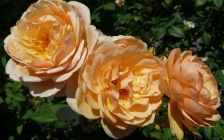 Trio of Peach Roses