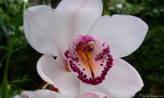 White Orchid I