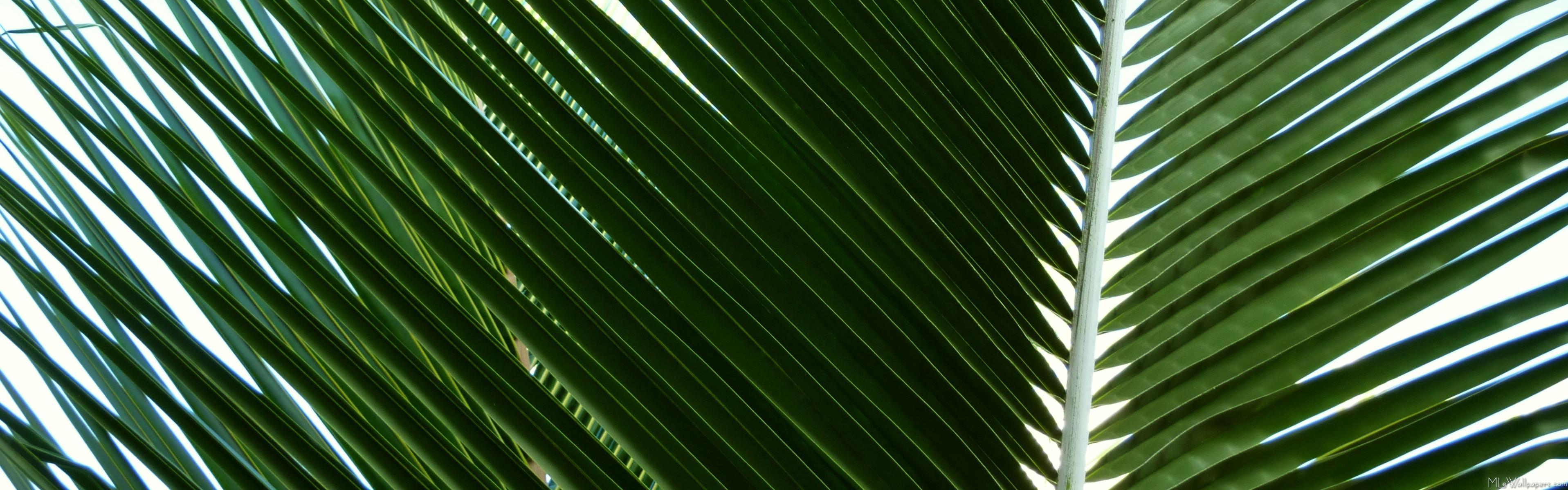 MLeWallpapers.com  Overlapping Palm Fronds