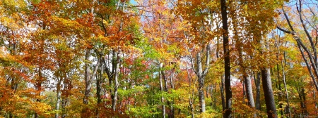 Fall Forest II