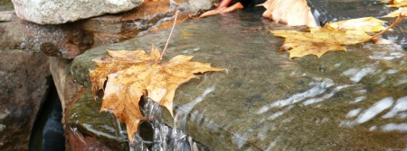 Fall Leaves in Waterfall II