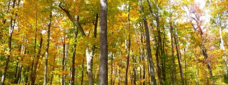 Forest of Yellow Leaves