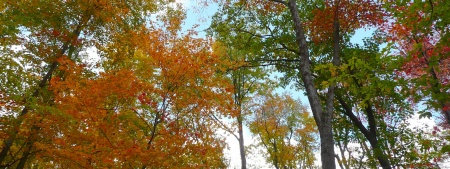 Looking Up to Fall Leaves I