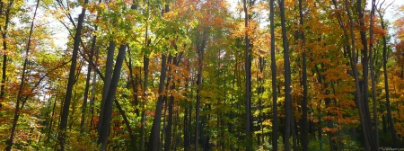 Sunlit Fall Forest
