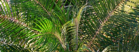 Sunset Lit Palm Fronds