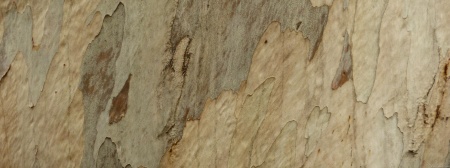 Tree Bark III