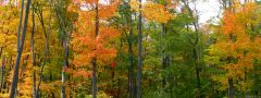 Fall Maple Trees