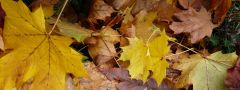 Fallen Maple Leaves