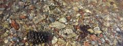 Pebbles in Taylor Creek