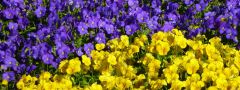 Purple and Yellow Violas