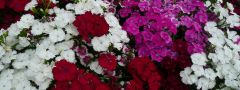 White, Pink and Red Dianthus