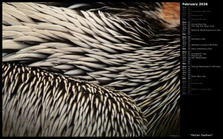 Pelican Feathers