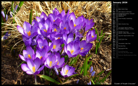 Cluster of Purple Crocuses