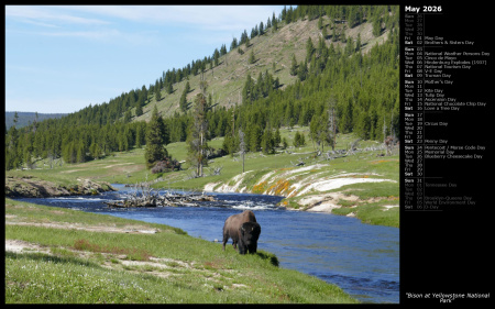 Bison at Yellowstone National Park