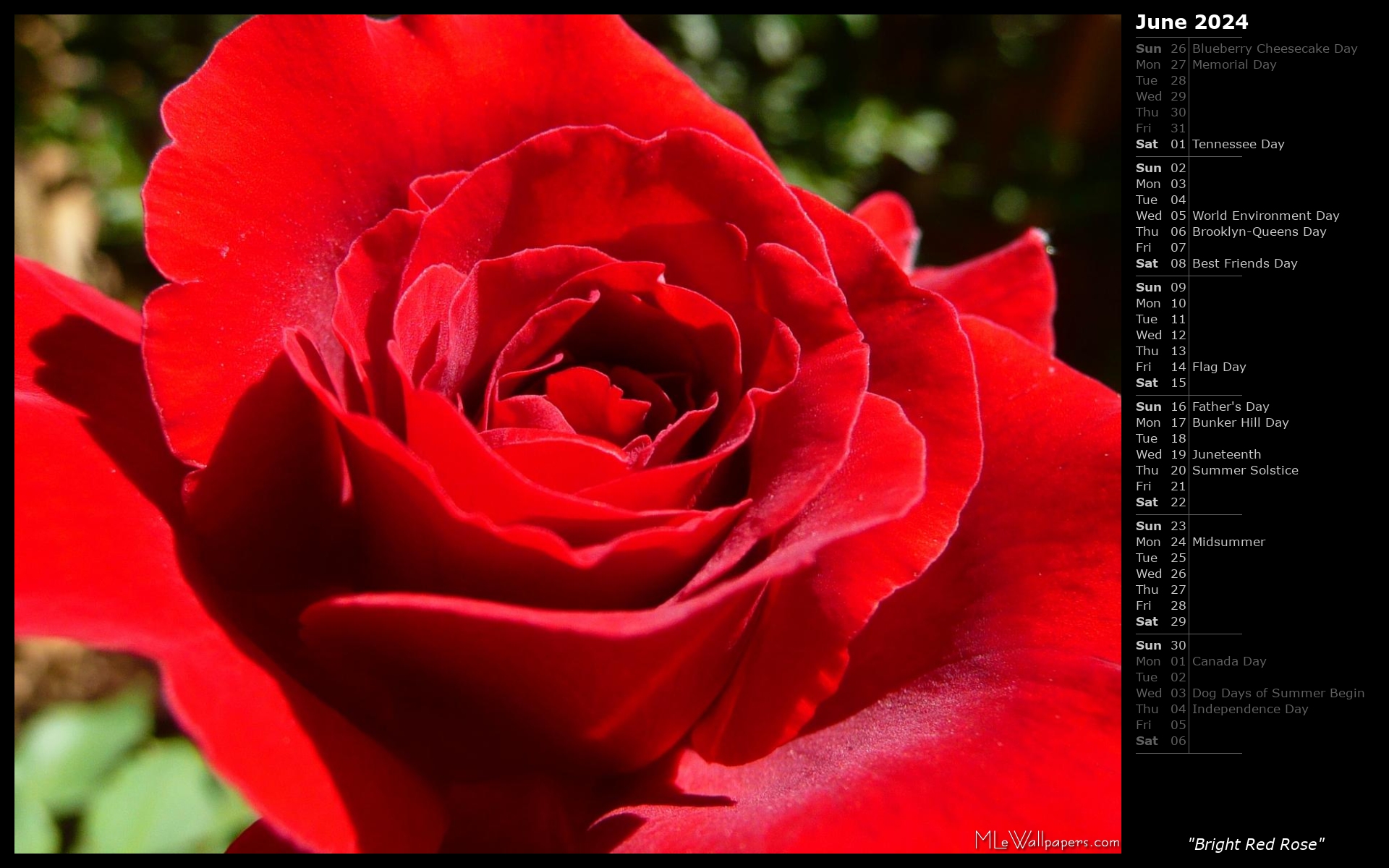 MLeWallpapers.com - Bright Red Rose (Calendar)