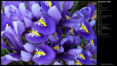 Miniature Blue Irises