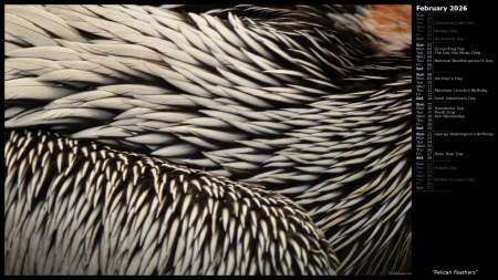 Pelican Feathers