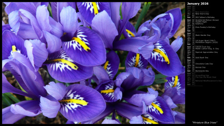 Miniature Blue Irises
