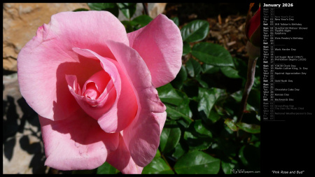 Pink Rose and Bud