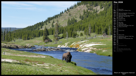 Bison at Yellowstone National Park