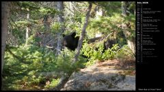 Black Bear at Grand Teton