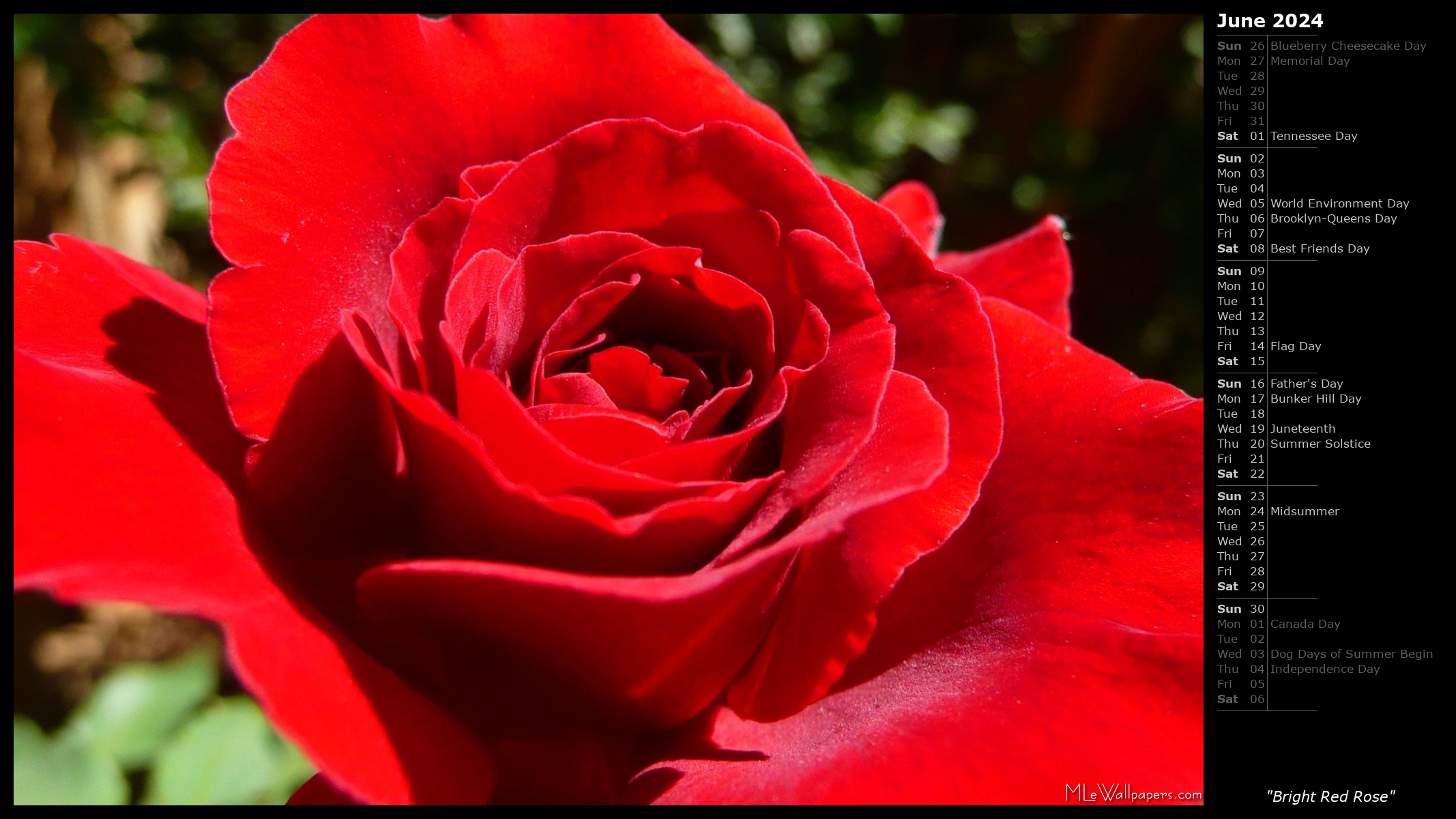  - Bright Red Rose (Calendar)
